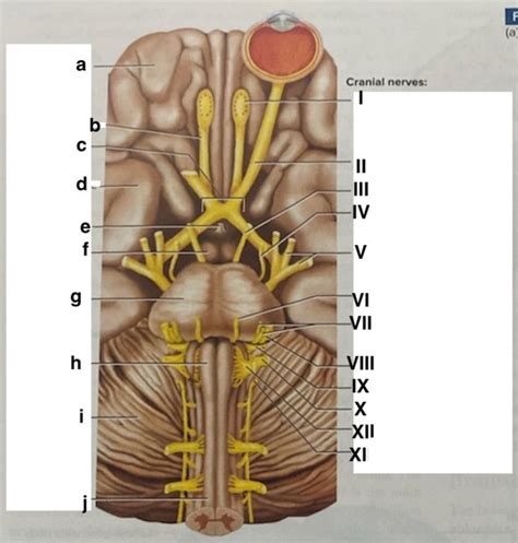 Brain And Cranial Nerves Quiz By Anatomygirl1995