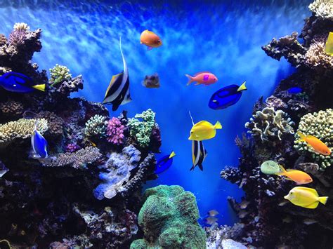 Aquarium Backgrounds Download Free Pixelstalknet