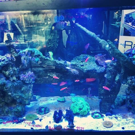 Saltwater Best Aquascape Welcome To The Brooklyn Aquarium Society