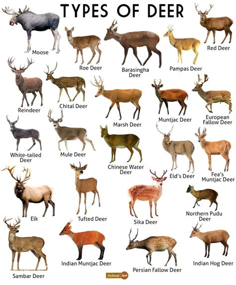 Deer Facts Types Diet Reproduction Classification Pictures