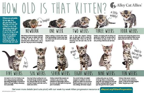 Exact sizes in this size chart are provided by ebay and may vary by brand. Kitten Age Progression Chart | Kitten season, Alley cat ...
