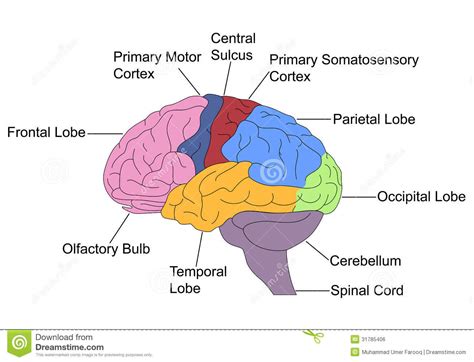Parts Of Brain Royalty Free Stock Image Image 31785406