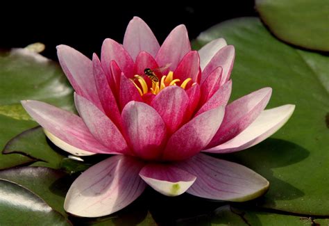 Pink Water Lilies · Free Stock Photo