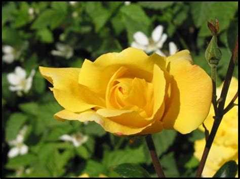 Climbing Rose Garden Sun Hinsdale Nurseries