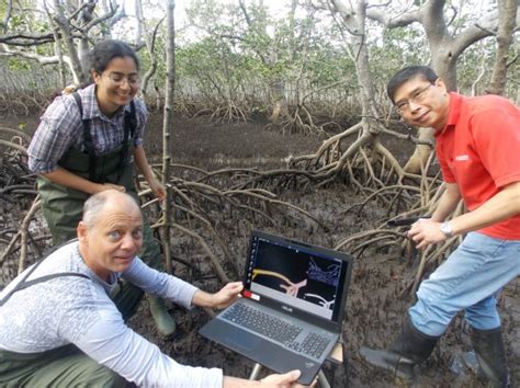 kinect connects for mangroves research griffith news