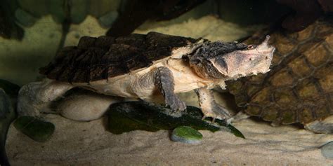 Matamata Turtle Smithsonians National Zoo