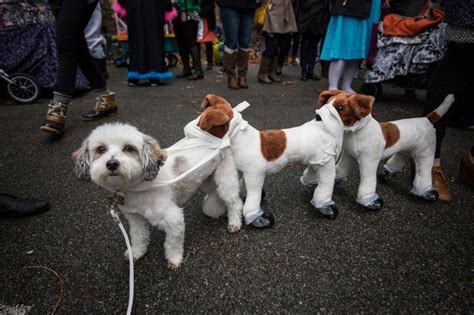 The Best Cats And Dogs Halloween Costumesbonus For Other