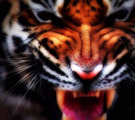 Ferocious Tiger Wallpaper Download To Your Mobile From Phoneky