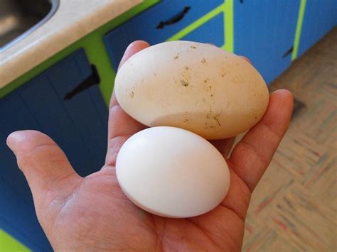 For Fun Comparison Of Muscovy And Call Duck Egg