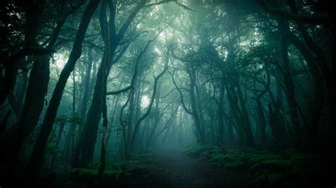 Forest Nature Path Around Trees And Fog 4k Hd Nature Wallpapers Hd