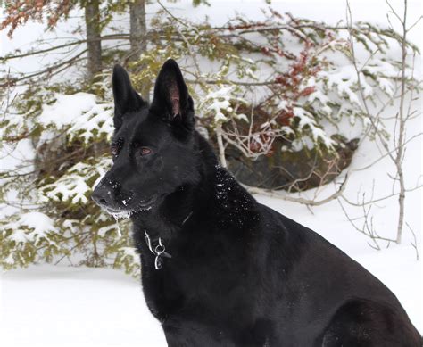 Enjoying The Snow Not Black German Shepherd Dog German Shepherd