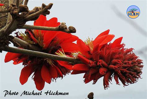 Broad Leaved Coral Tree Erythrina Latissima South African Indigenous Tree