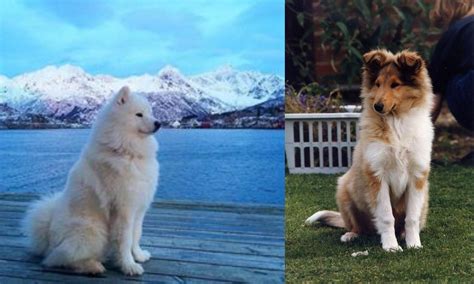 Samoyed Vs Rough Collie Breed Comparison Mydogbreeds