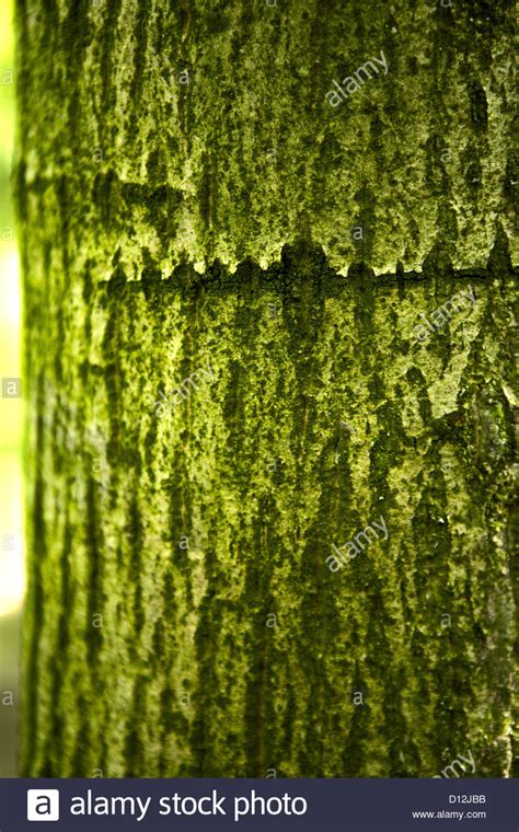 France Walnut Plantation With Moss On Tree Bark Stock Photo Alamy