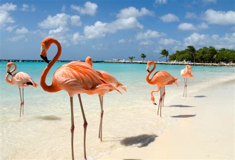 Bahamas National Bird The Flamingo National Pedia