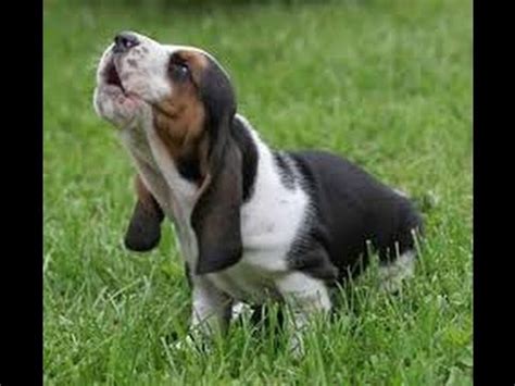 To the best of our knowledge gerald is considered an extreme white piebald basset hound. Basset Hound, Puppies, Dogs, For Sale, In Raleigh, North ...