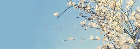 Image Of Beautiful White Flowers And Blue Sky Stock Photo Image Of