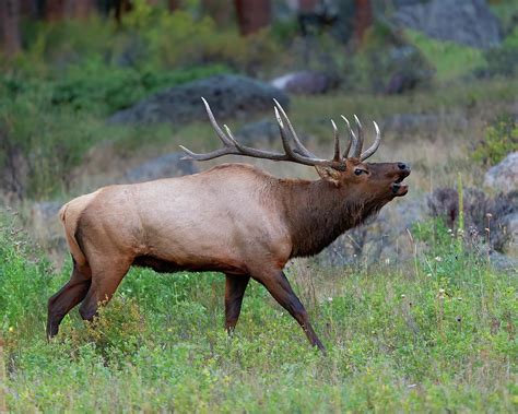 Bull Elk Bugling In Rocky Mountains Photograph By Gary Langley Pixels