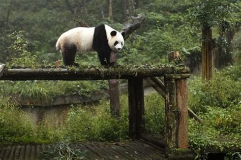 Survey Giant Pandas No Longer ‘endangered In China Environment News