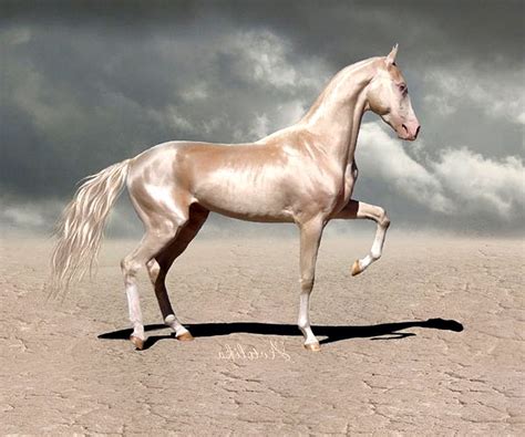 8 Interesting Facts You Didnt Know About The Akhal Teke Horse Horse