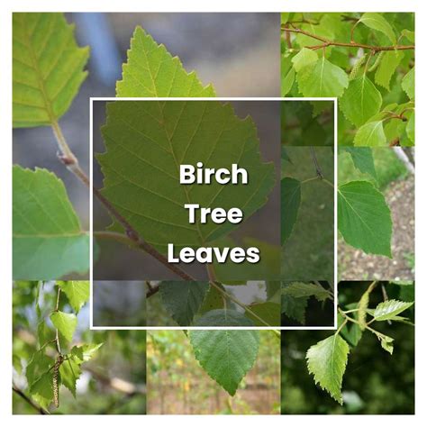 How To Grow Birch Tree Leaves Plant Care And Tips Norwichgardener