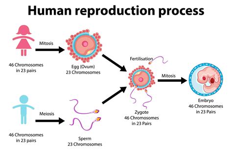 Reproduction Process Of Human Infographic Vector Art At