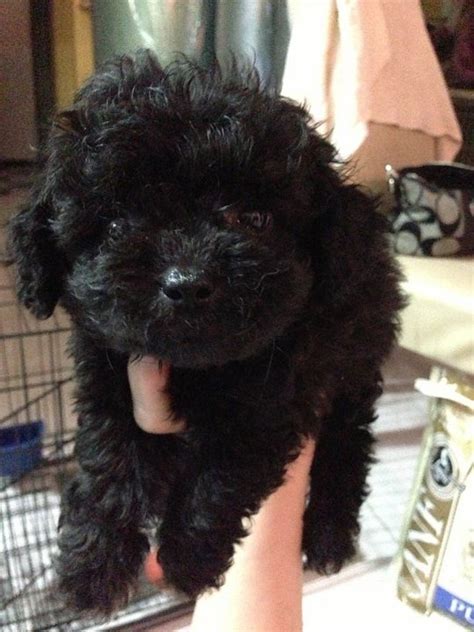 poodle puppy sold  years  months black toy poodle teddy bear