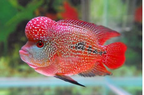 Dengan variasi warna sisipnya yang cantik, ikan cupang sering dipilih sebagai peliharaan. Macam - Macam Ikan Hias Air Tawar Paling Populer - Aneka ...
