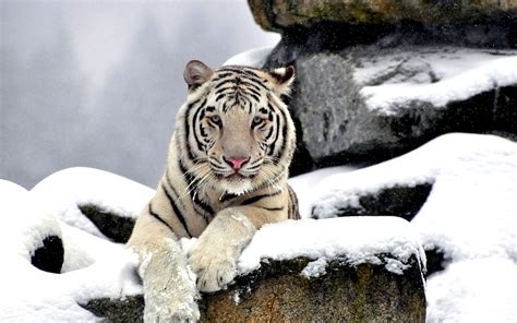 White Tiger Full Hd Wallpaper And Background Image 2560x1600 Id372055