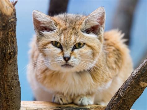Sand Cat This Small But Fierce Feline Lives In The Deserts Of North