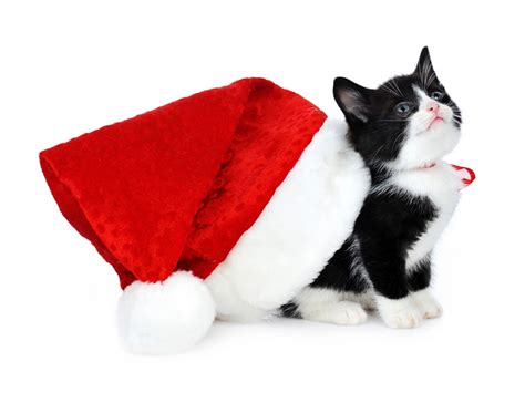 Free Download Black Christmas Cat Wallpaper Download 1024x768 For