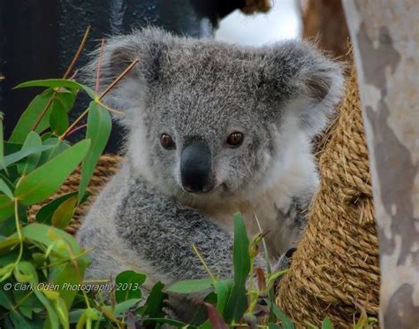 Pin By Connie L Fletcher On Koalas Cute Koala Bear Koala Cute Baby