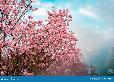 Beautiful Cherry Blossom Tree In Full Bloom Against A Blue Cloudy Sky