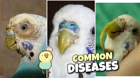 Common Diseases Affecting Parakeets Save The Eagles