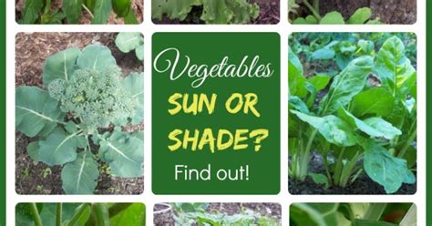 These plants have spines which not only protects them from predators but provides a little bit of shade from the extreme summer sun. How Much Light Do My Tomatoes Need | Cromalinsupport