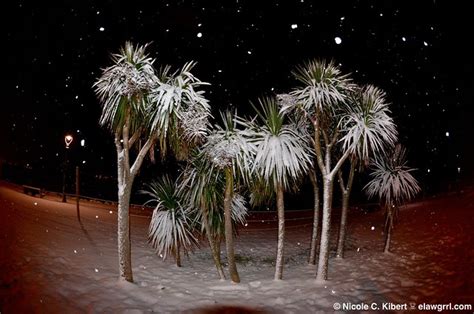 Snow Covered Palm Trees Dublin 122010 Flickr Photo Sharing