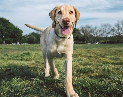 How To Keep Your Labradors Skin And Coat Healthy The Farmers Dog