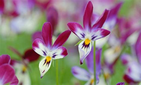 Up To 64 Off Viola Bunny Ears Plant Groupon