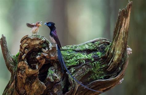 Japanese Paradise Flycatcher Terpsiphone Atrocaudata All About Birds
