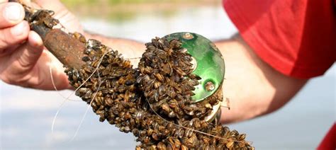 What i mean by that, is that people who have a strong will power, tend to have very intense emotional. Zebra Mussels / Aquatic Nuisance Species List / Aquatic Nuisance Species / Fishing / KDWPT - KDWPT