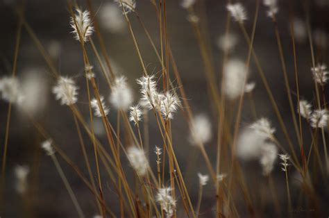 Blowing In The Wind Photograph By Vicki Pelham Fine Art America