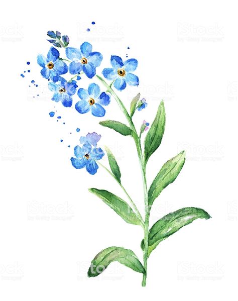 Forget Me Not Flower Watercolor Royalty Free Forget Me Not Flower