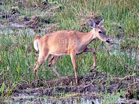 Whitetailed Deer Walking In The High Grass In The Florida Wetlands