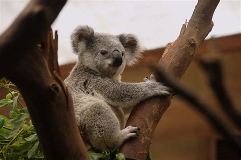 Cuddly Koala Bear Best Pictures In The World