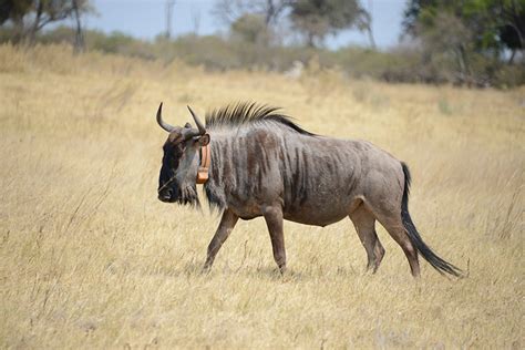 Wildebeest Muscles Almost Three Times More Efficient Than A Car Engine
