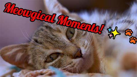 Meowgical Moments! 🐾 | Kitten Comedy Club - YouTube