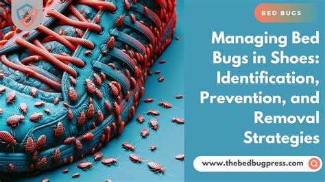 Managing Bed Bugs In Shoes Identification Prevention And Removal