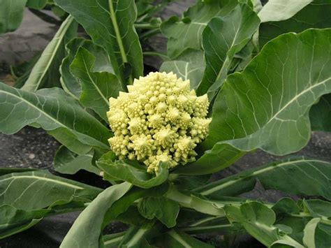 If the heads still have their leaves attached, those leaves should look fresh, not wilted. Romanesco Broccoli | Verduras, Vegetais, Legumes
