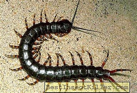 Ukuran ini sering sekali kita dengar ketika sedang berada di pesawat. Berapa kaki yang benar-benar kelabang? - Lain - 2021