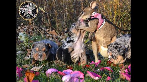 If you are looking for the perfect bulldog puppy that has proud to offer our litter of exotic english bulldog puppies. Blue merle English bulldog puppies with mini kangaroo ...